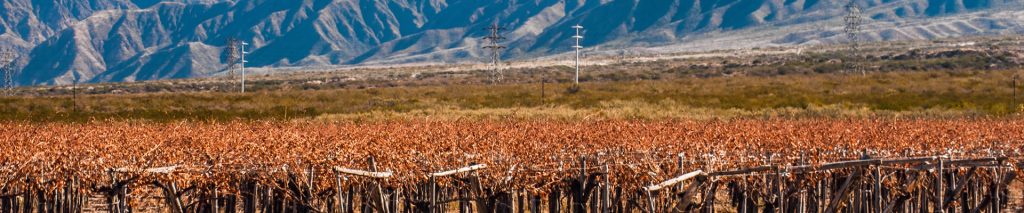 Argentina Wines